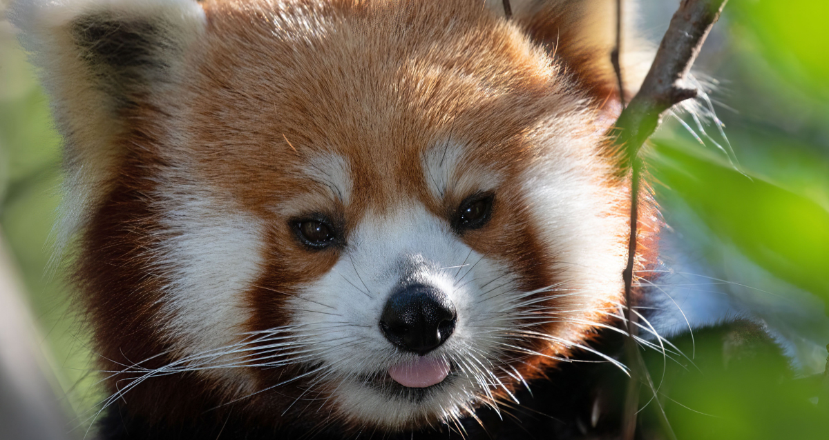 Red Panda at Zoo Atlanta