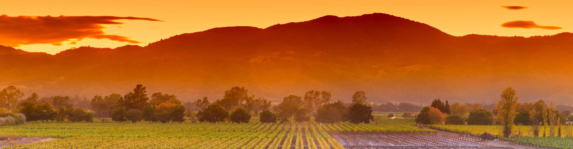 A landscape with trees and grass.